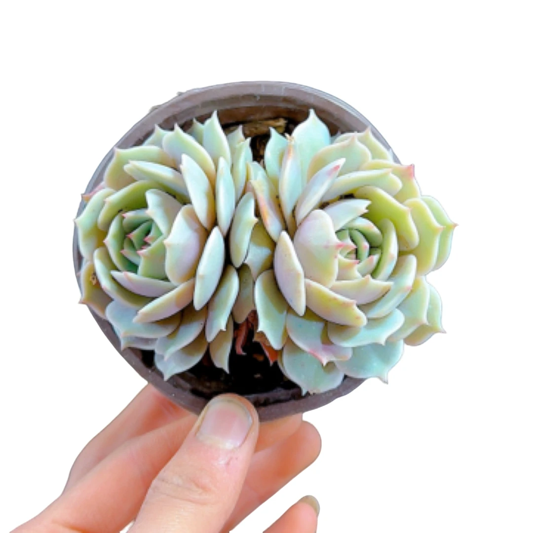 【露娜莲】阳台办公室庭院老桩盆栽多肉植物