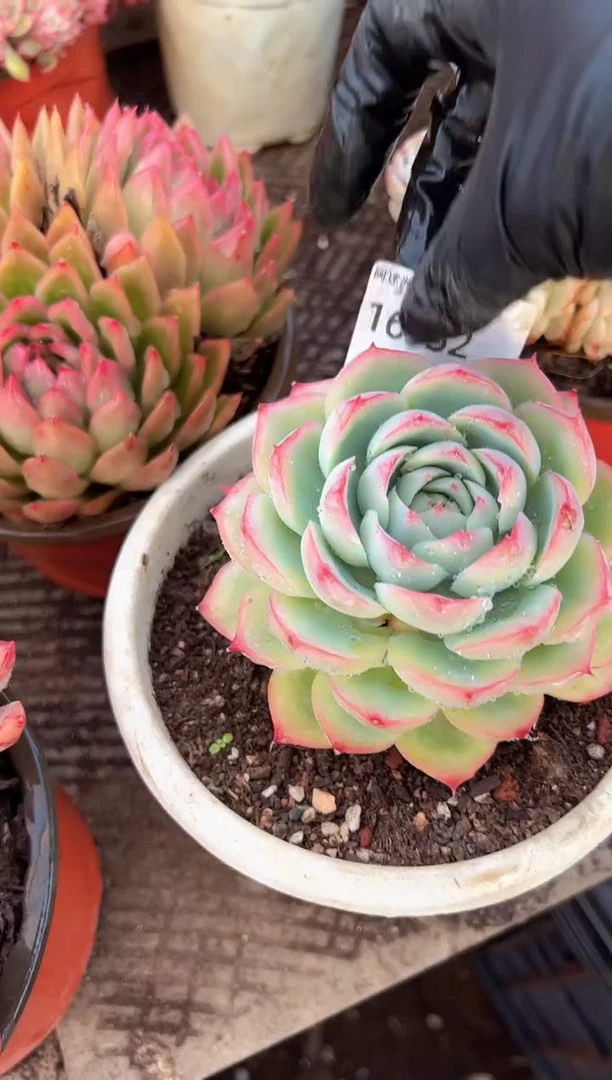 霜*多肉植物一物一拍16332