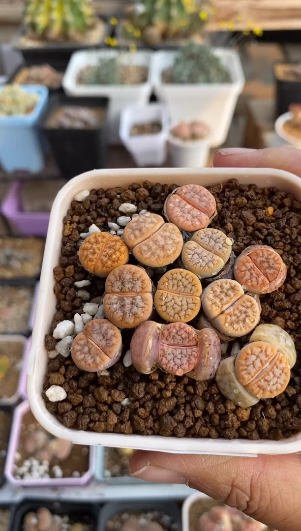 【闪购商品】2394直播一物一拍