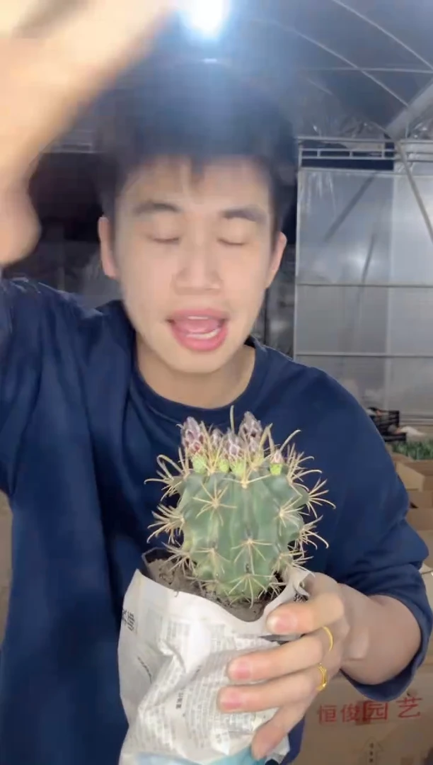 【闪购商品】实生根 黑罗刹【带花苞】