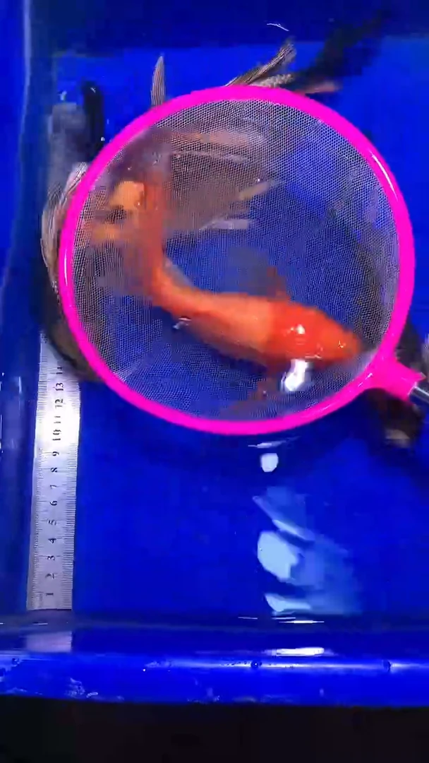 蝴蝶鲤鱼蝴蝶鲤直播选鱼专用链接 凭开箱视频售后