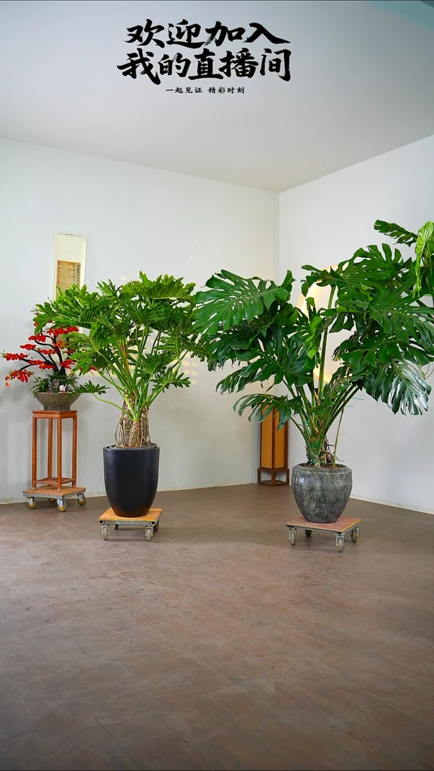 完全开放圣**法1111111111