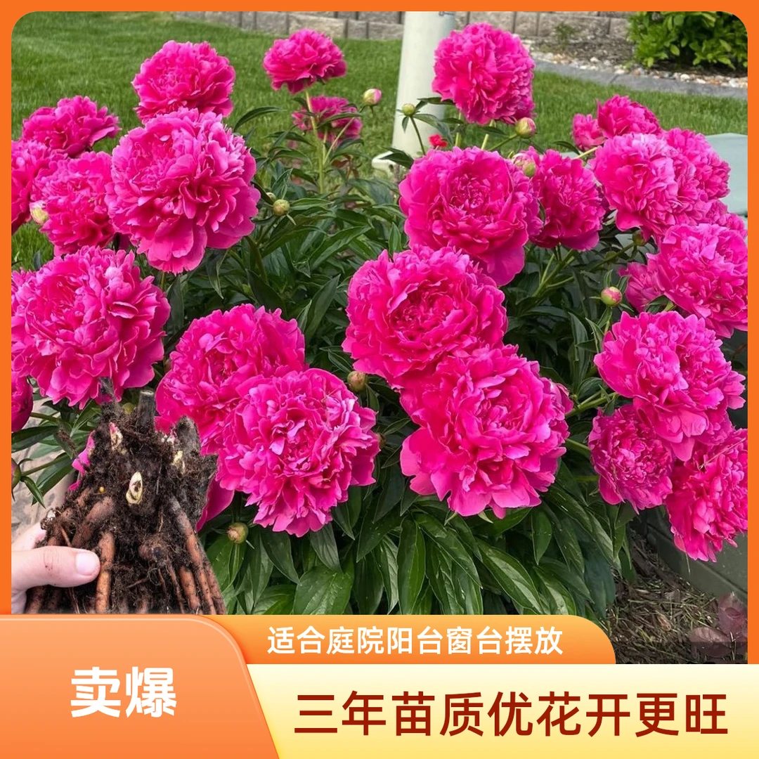 （三年）正宗芍药花苗花卉四季耐寒庭院阳台盆栽地栽易活耐寒