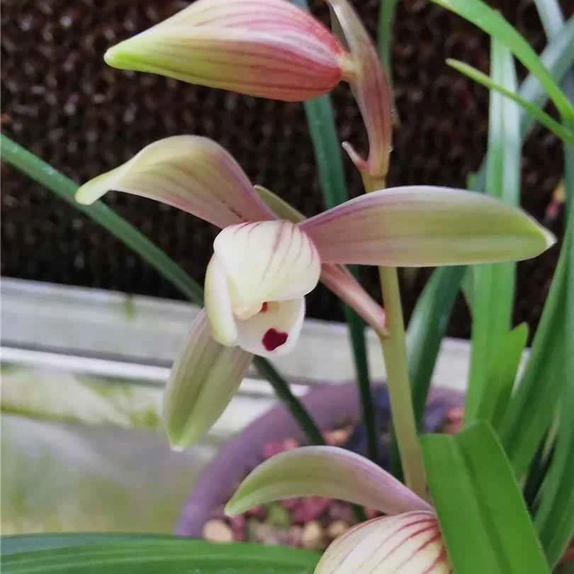 春兰 红宋梅整盆 浓香型 花期12-3月