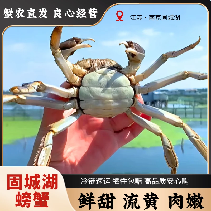 【3.5两公3两母】8-10只固城湖精品大闸蟹 活蟹现发 蟹农养殖