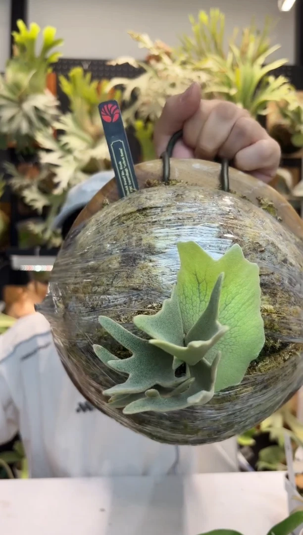 无花朵Nook交FBC侏儒 黑牌特选