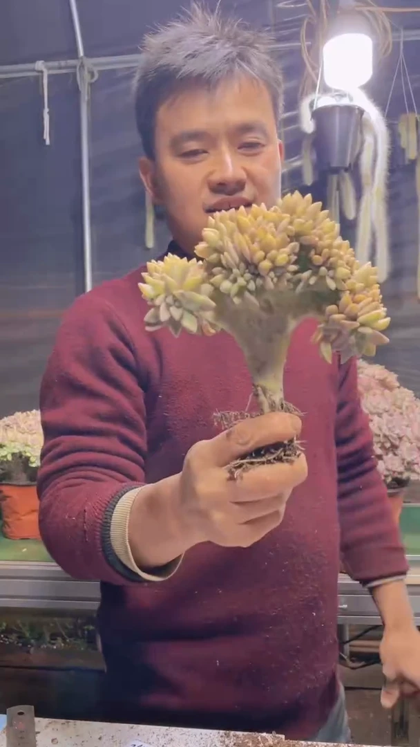 273淡雪缀化一物一拍