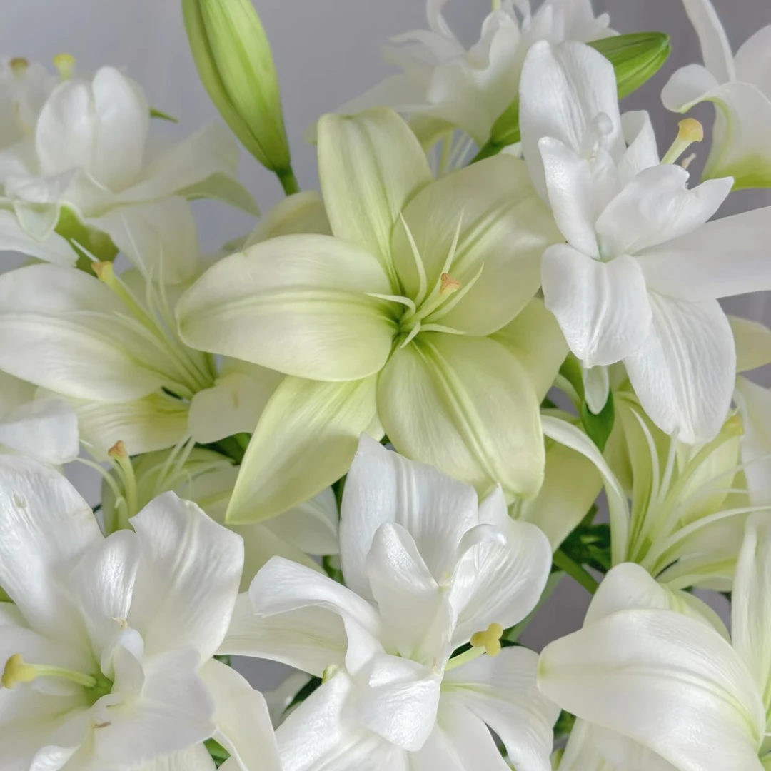 （今日福利）亚洲百合10支多头（家庭瓶插花）
