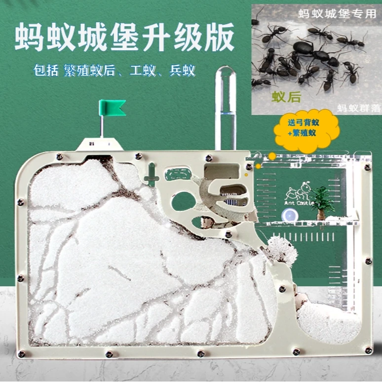 蚂蚁工坊科学试验学生可观察繁殖带蚁后的蚂蚁城堡昆虫饲养生态箱