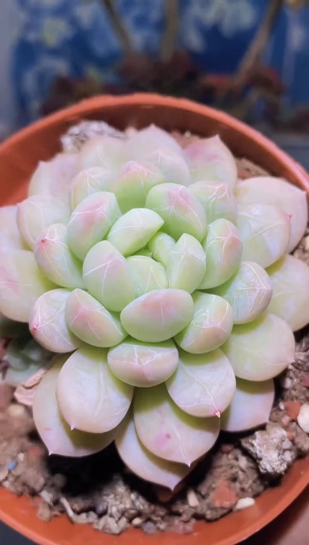 【闪购商品】836百达