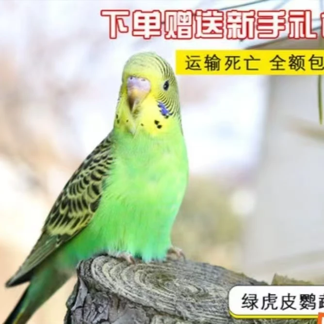 微瑕疵鹦鹉活体宠物鸟观赏鸟手养鹦鹉包邮活鸟虎皮鹦鹉