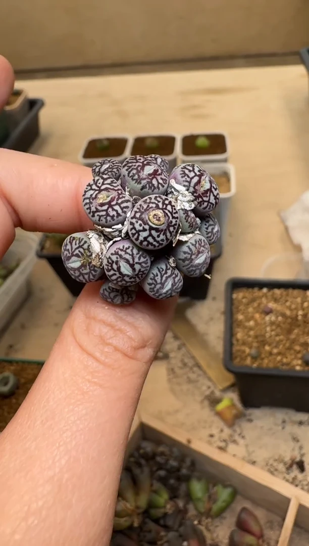 【闪购商品】1/21-168