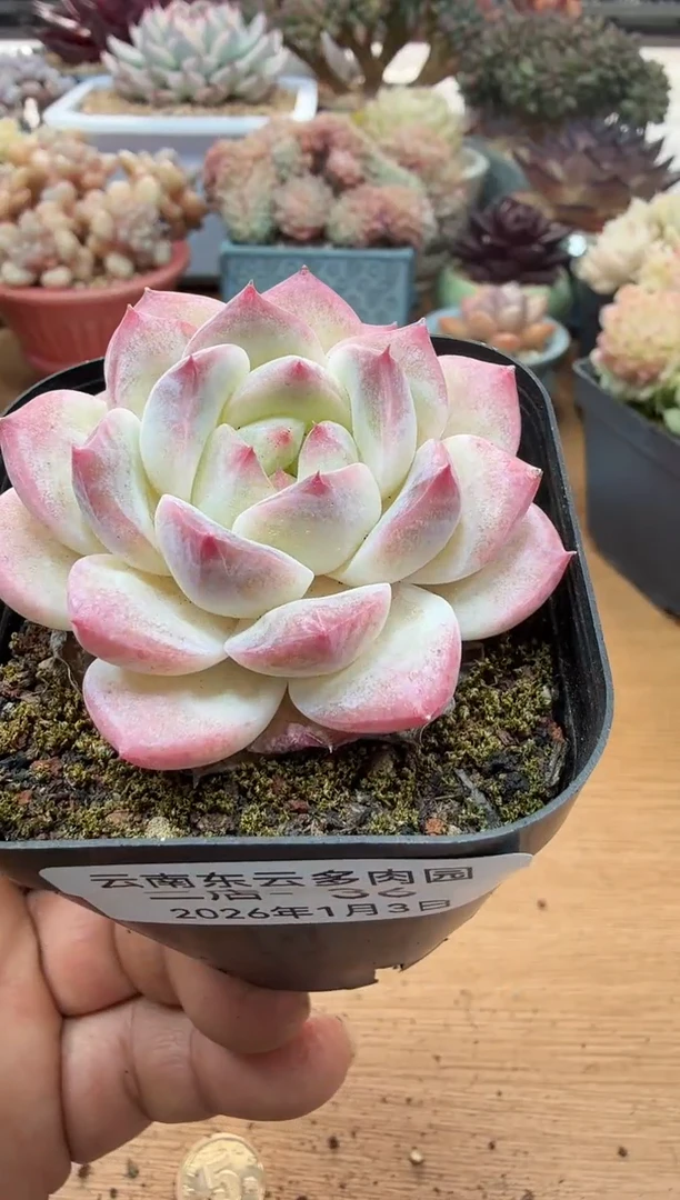 东云多肉园二店-36