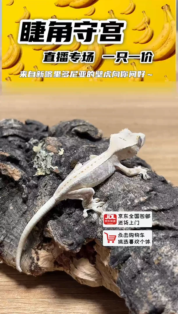 睫角守宫高白莉莉