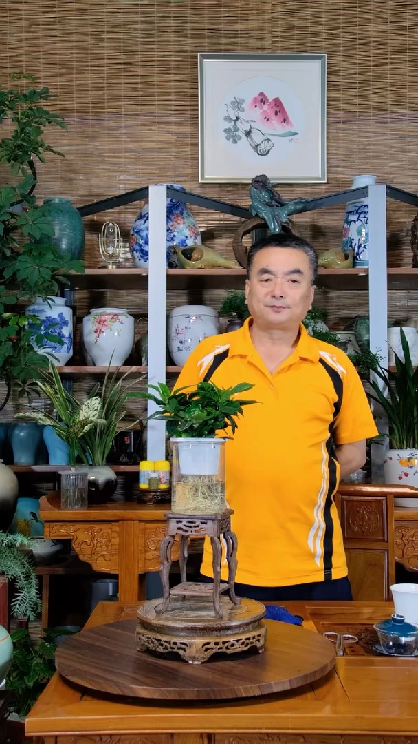 水之韵水培植物栀子花