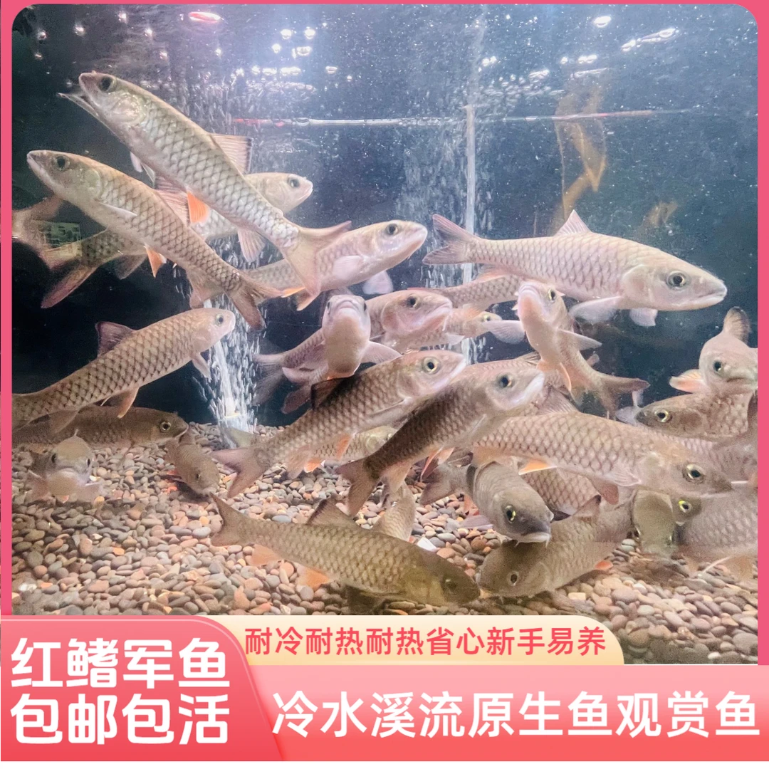 大军鱼原生鱼观赏鱼路亚军鱼黄娟鱼倒刺鲅鱼苗活体光鱼粗鳞