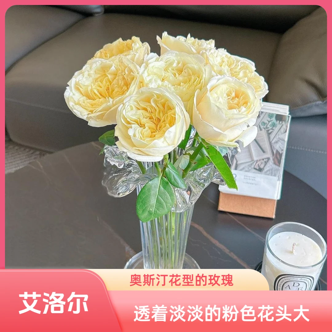 【杨苏莹花房】艾洛尔玫瑰10枝 云南鲜花任意花材两单顺丰空运