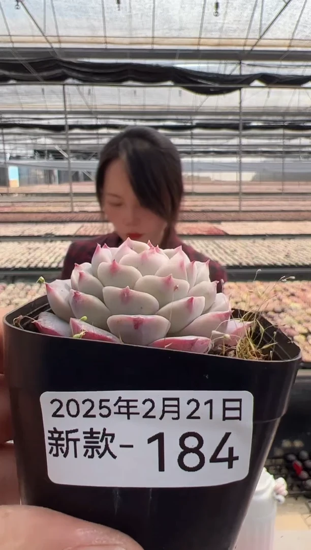 【闪购商品】新款多肉-184