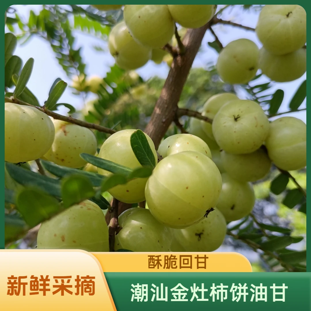 潮汕金灶姐弟 柿饼油甘崩坎油甘 新鲜现摘 生吃榨汁煲汤 一斤装