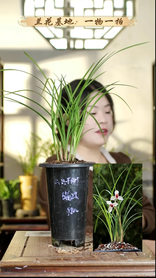 完全开放心心相印6苗2花苞