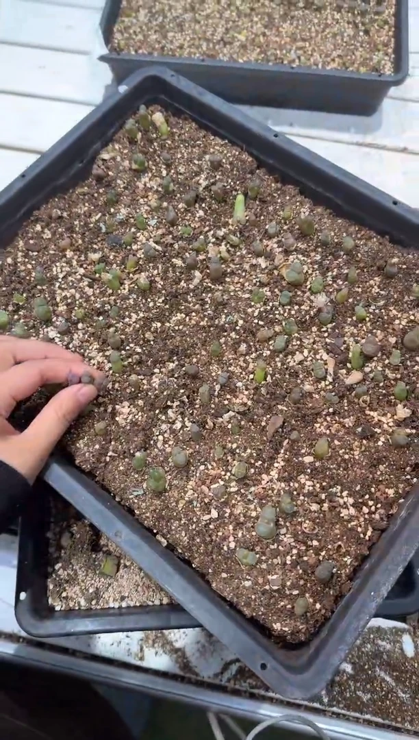 多肉植物肉锥脱土发12-354