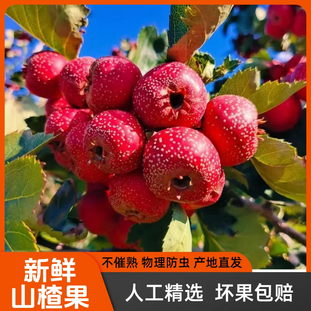 正宗运城新鲜山楂 秋冬应季果 雪球冰糖葫芦酸甜山里红果产地直发