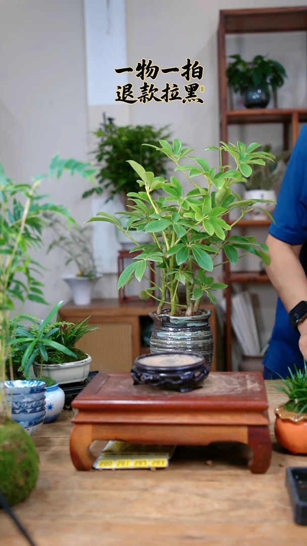完全开放爱****起鸭脚木076