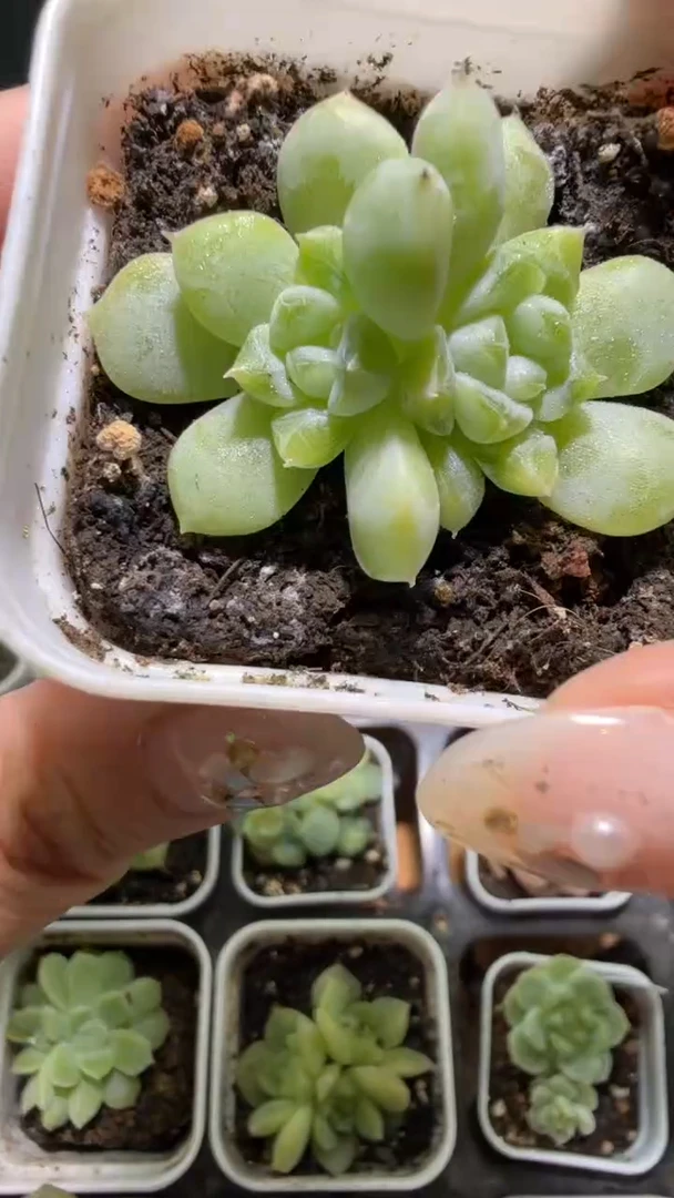 824  舟舟T1多肉植物