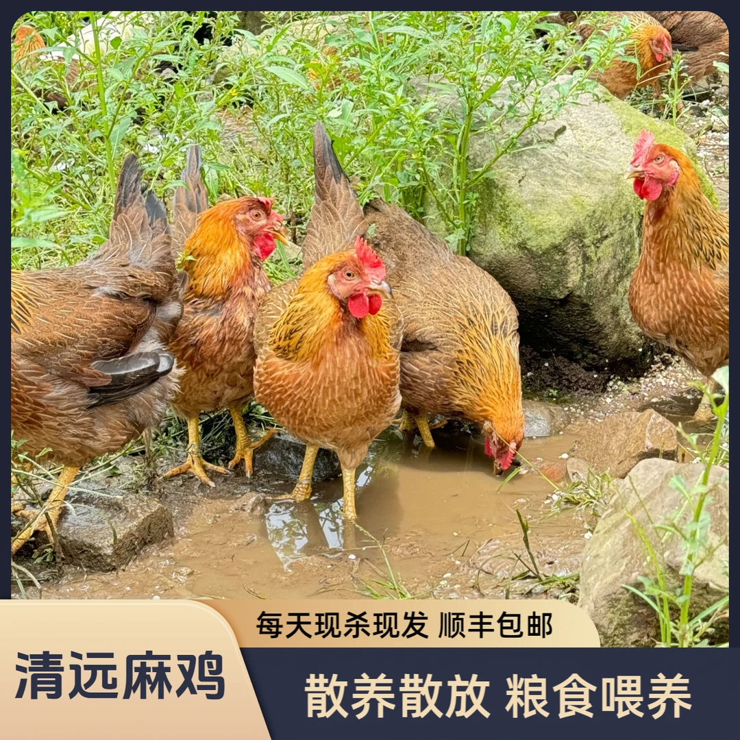2只 散养走地麻鸡 养足200天以上 包邮到家