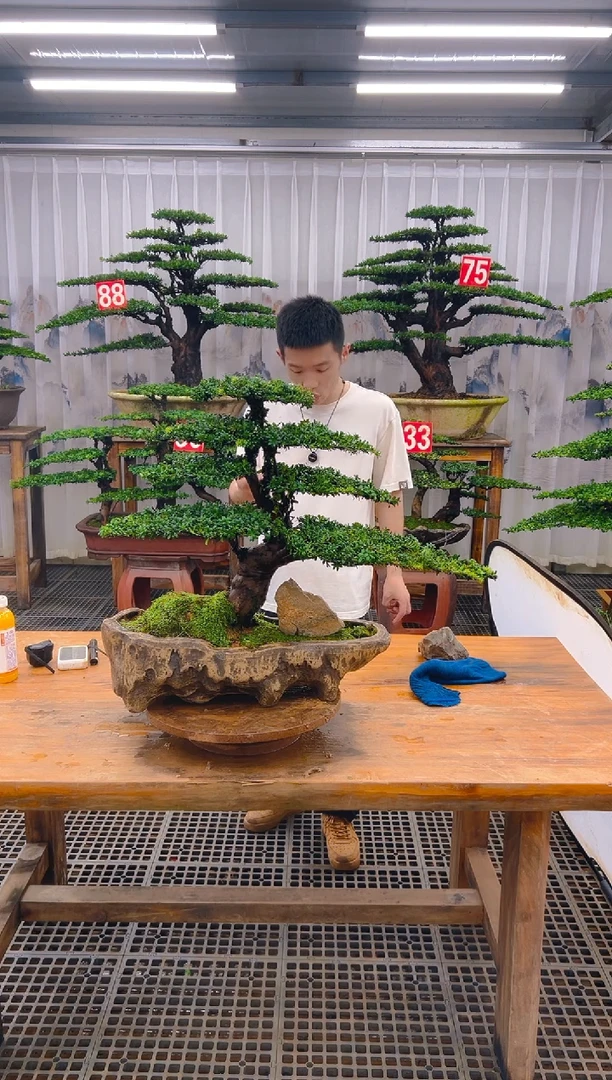 无花朵8**9精品盆景直播间一物一拍