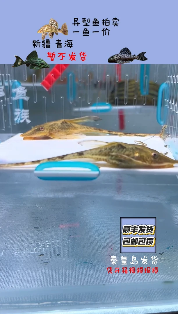 清道夫鱼一对皇冠不包入缸损119