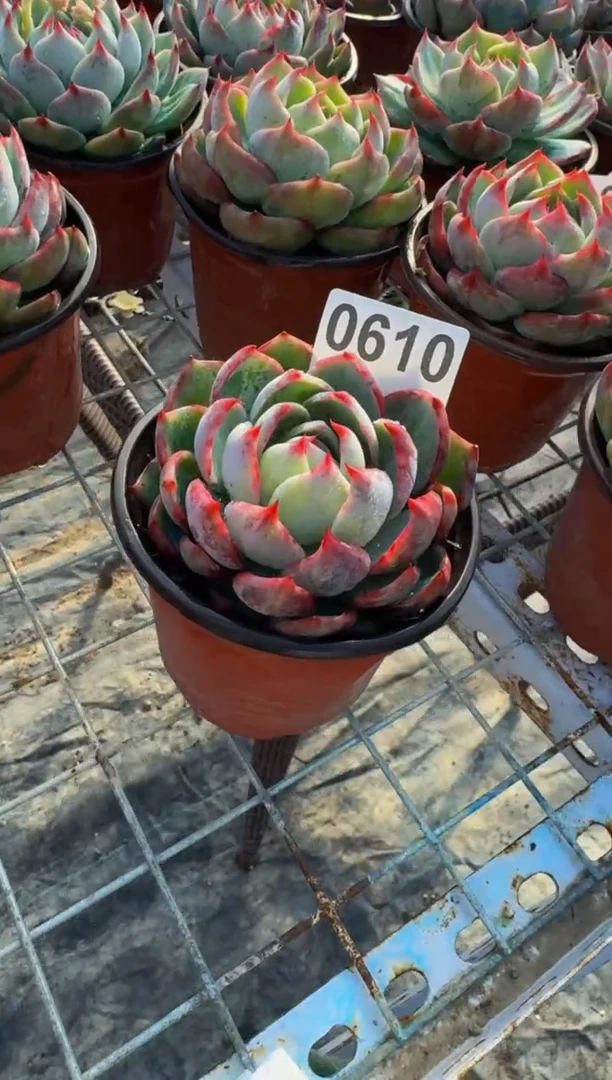 【闪购商品】0610惊鸿仙子（裸根发货）