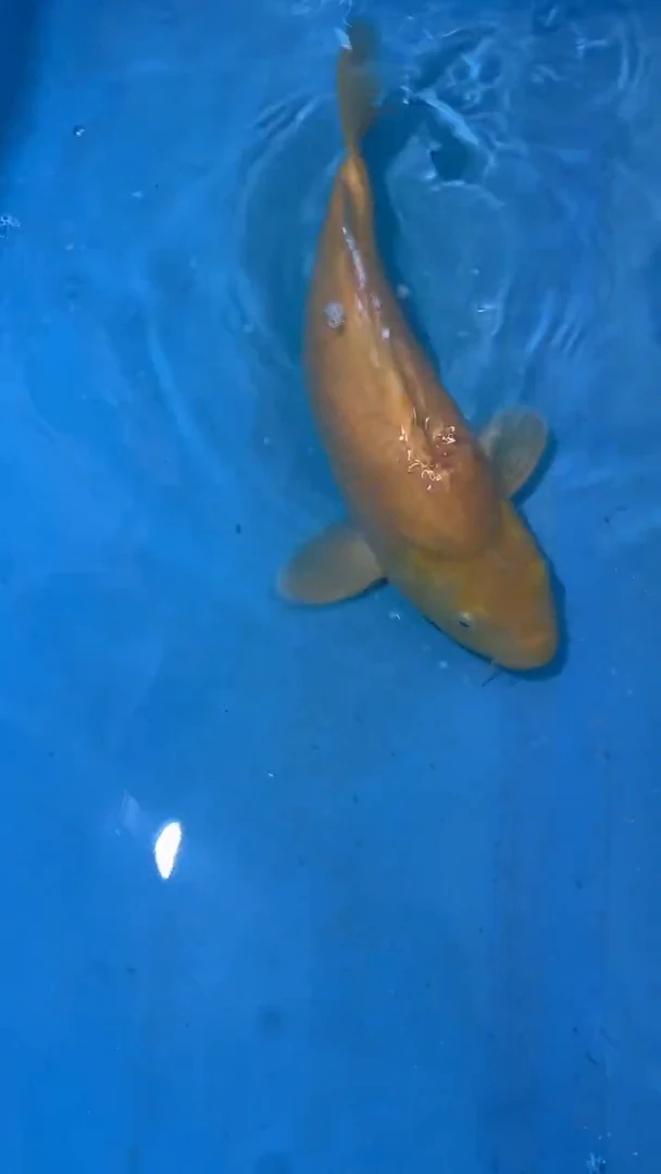 锦鲤锦鲤太饱东风锦鲤36cm-45cm不包邮到付 包损