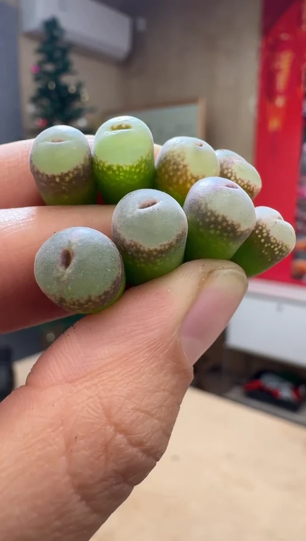 【闪购商品】19-6安格一颗