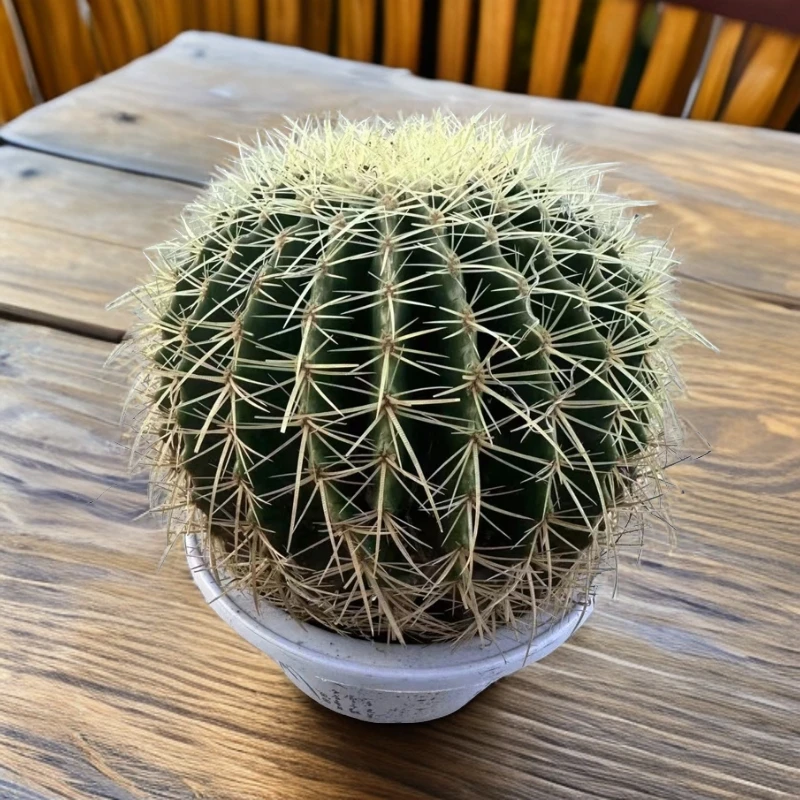 金虎  仙人球夏型种绿植盆栽桌面阳台办公室摆件