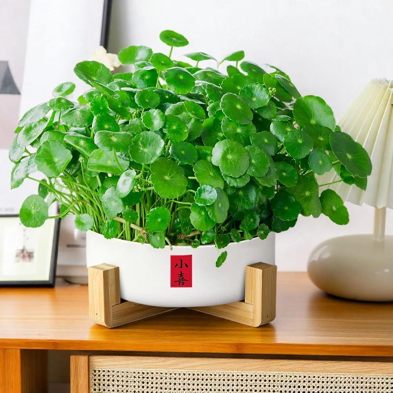 带叶铜钱草水培植物办公室内盆栽客厅桌面绿植花卉趣味水养金钱草