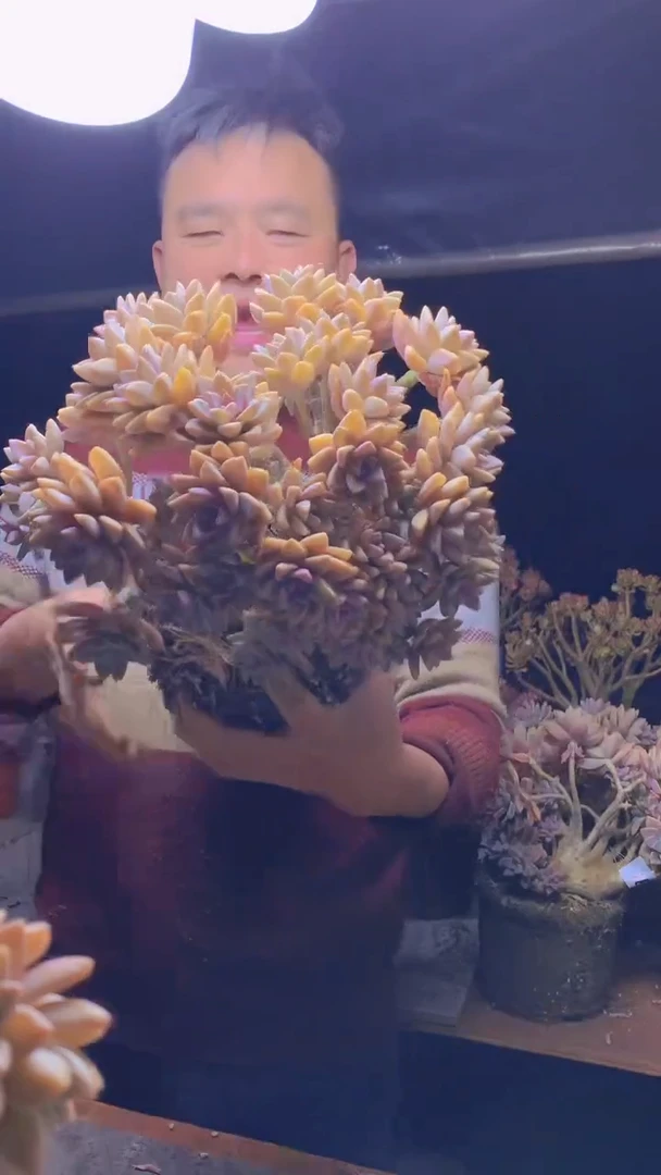 【闪购商品】缀化174