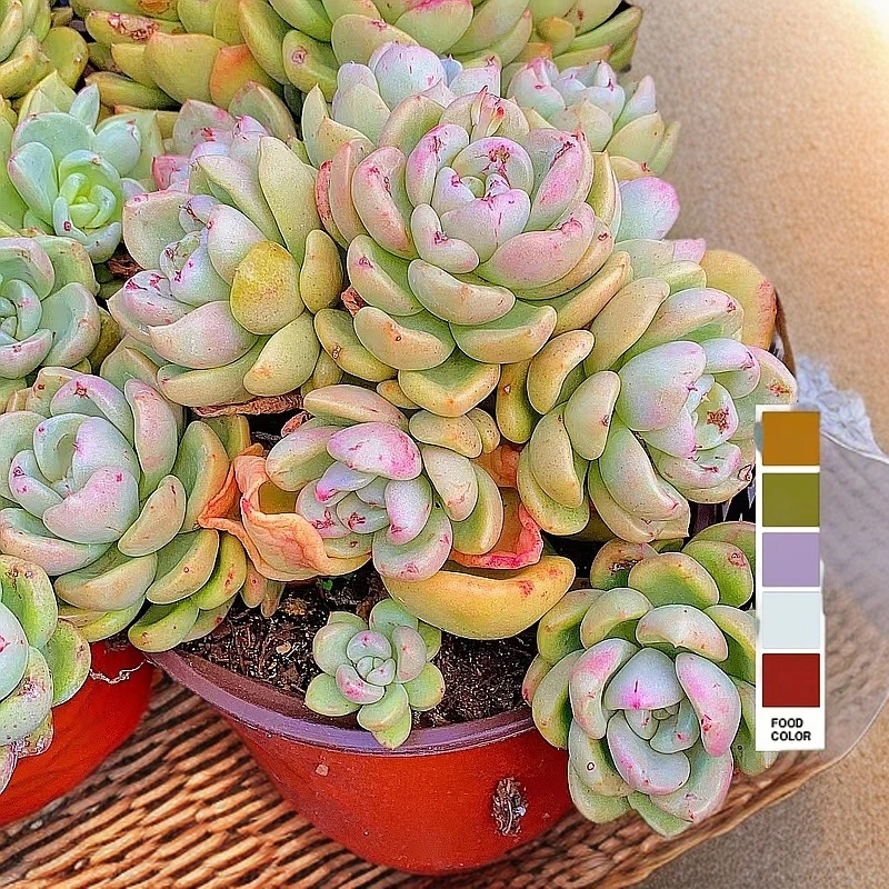 奶油鳄梨 脱土发货 多肉植物【满15包邮】 以直播实物为准 养护耐寒