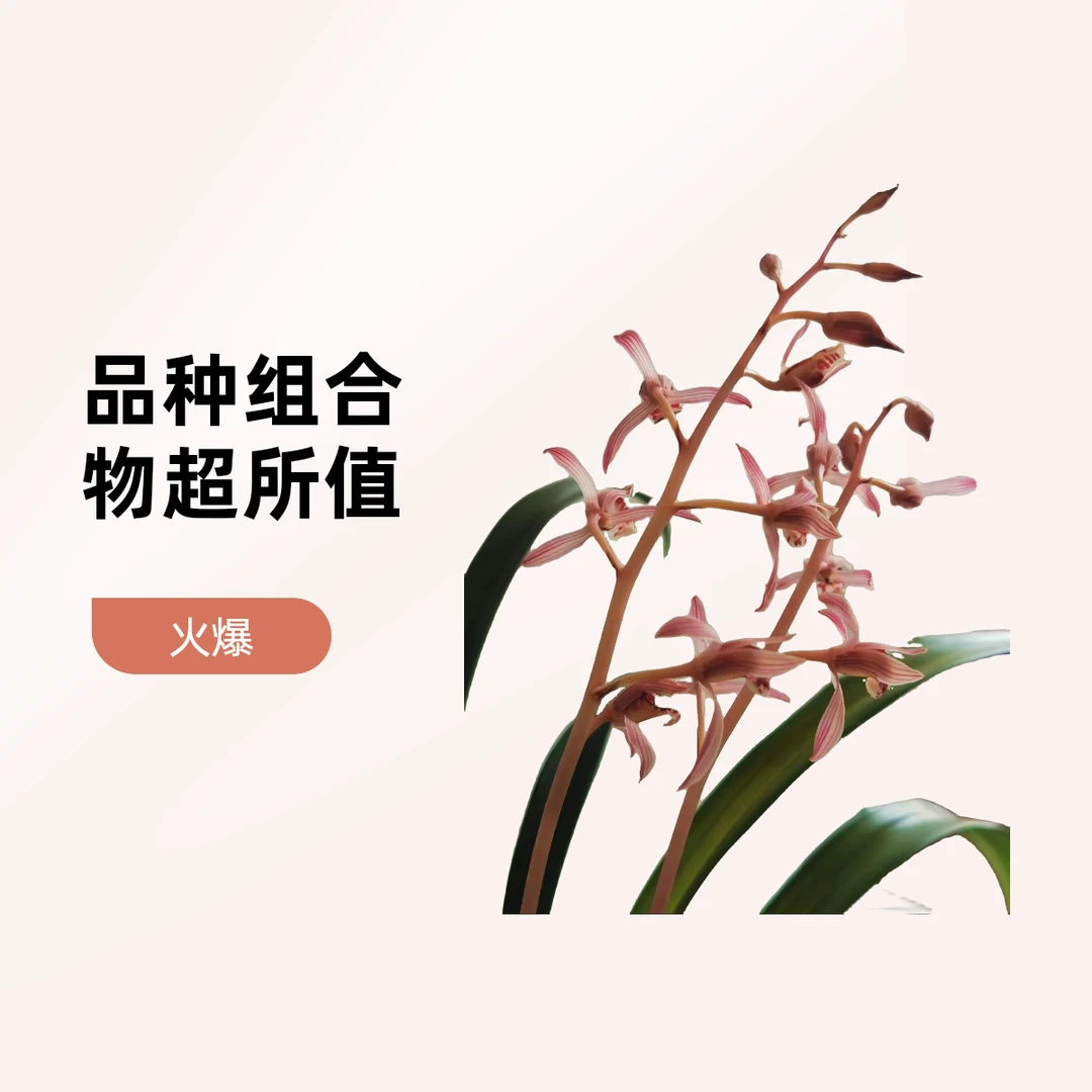 【品种组合】建兰特惠专场国兰兰花盆景花卉绿植