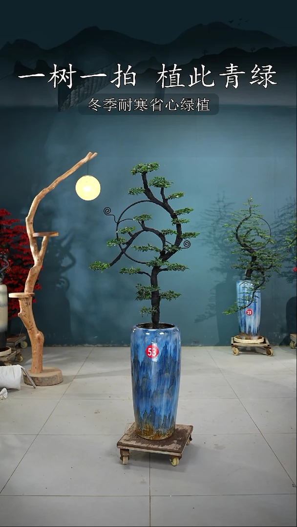 无花朵行**疆广东小叶紫檀