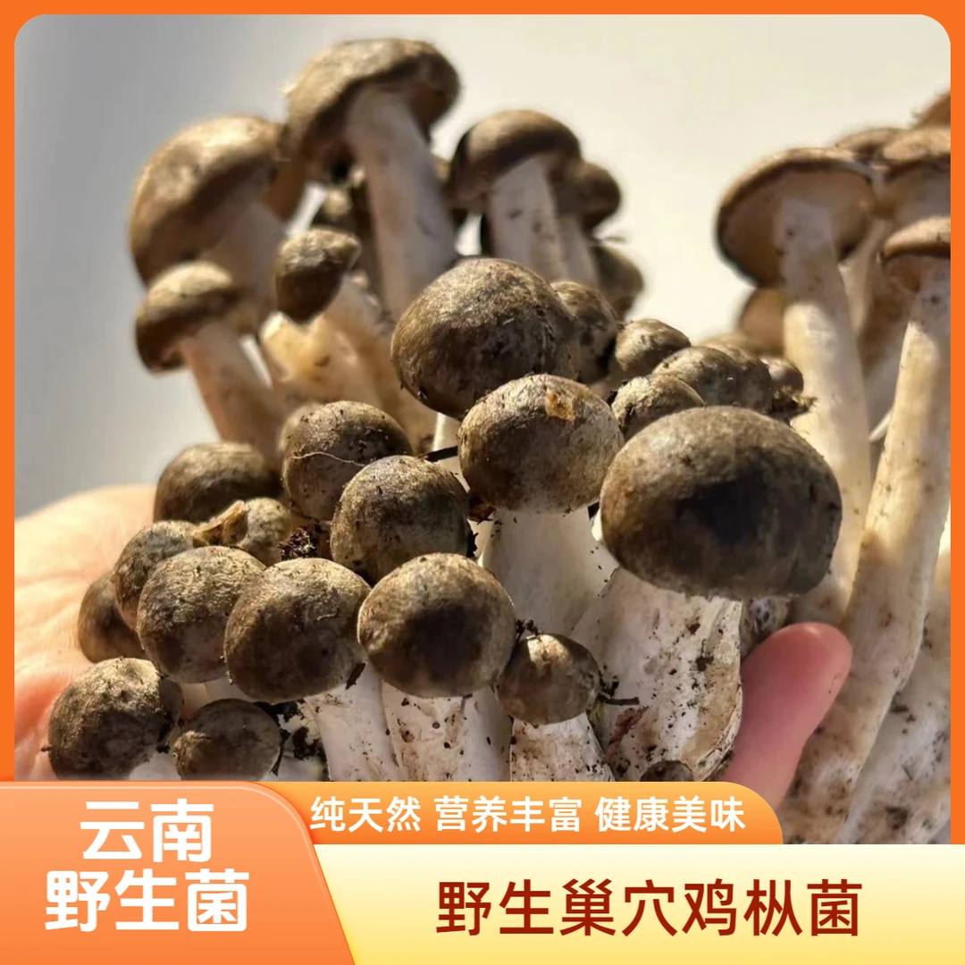 云南新鲜野生菌冷菌棃窝菌一窝菌巢穴鸡枞菌纯天然食材