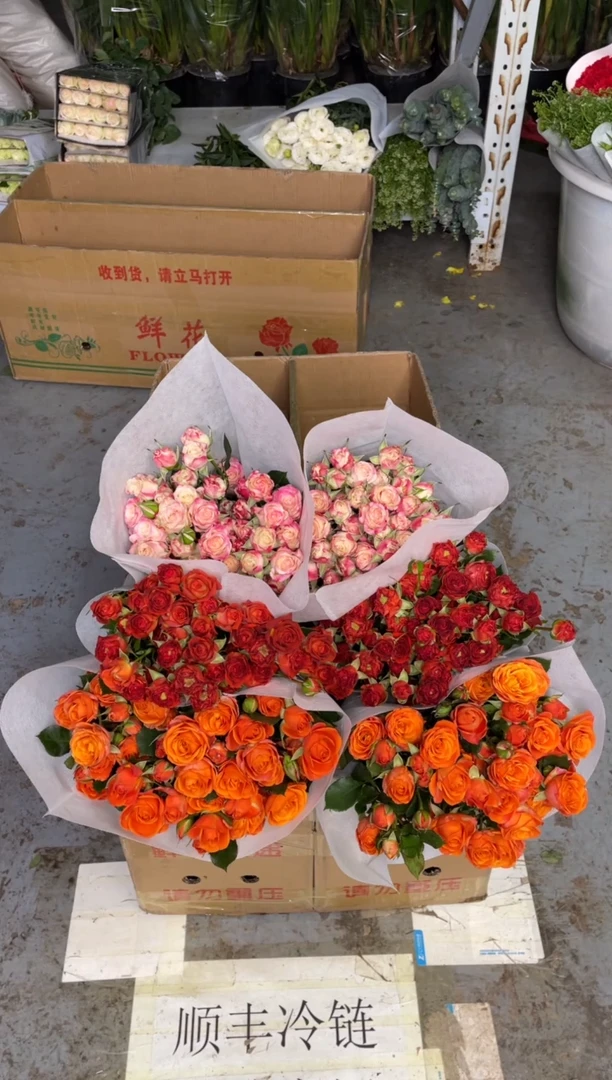 巧克力10枝+橙色芭比10枝+折射10枝