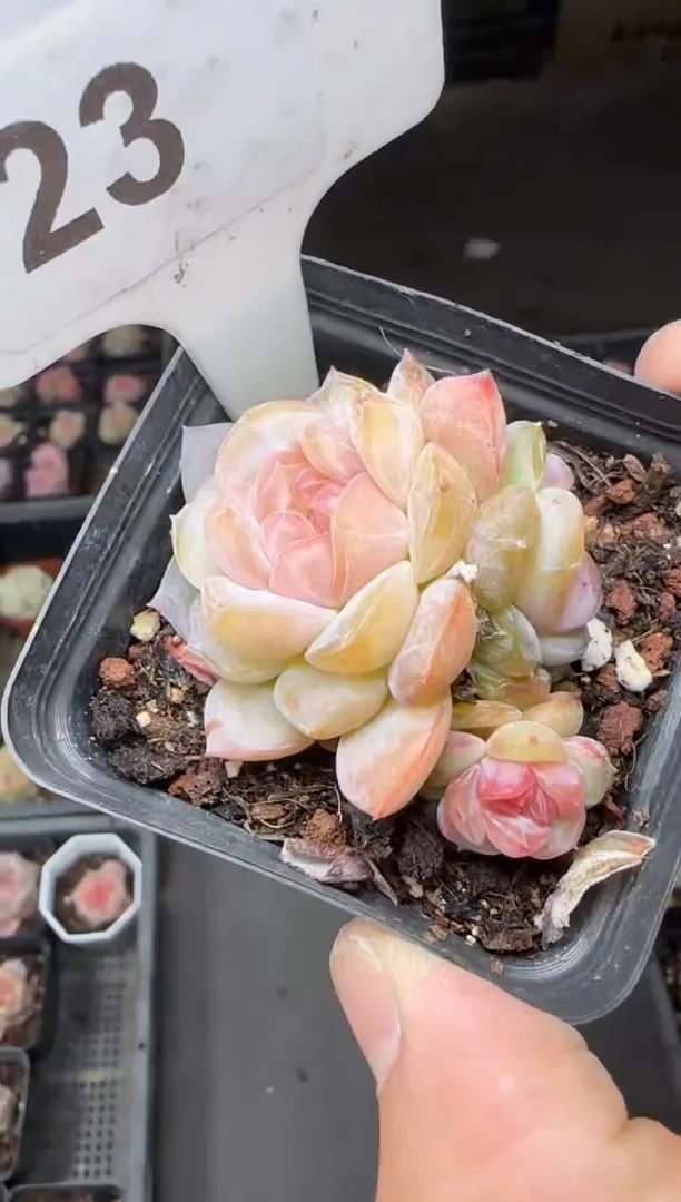 【闪购商品】一物一拍0213—23