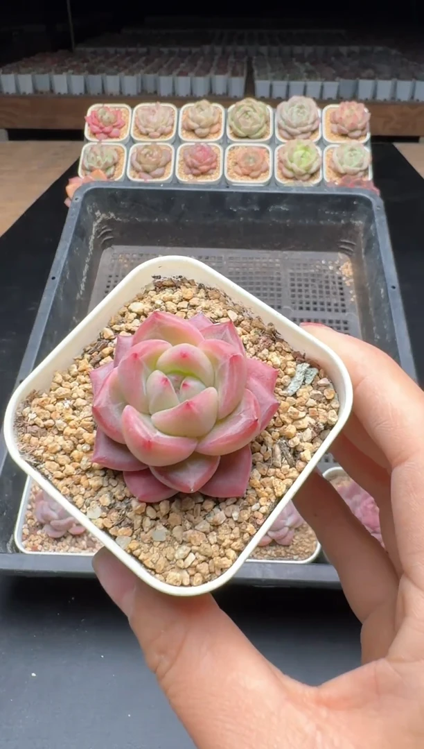 【闪购商品】726号一物一拍珍妮多肉花卉植物3颗起发