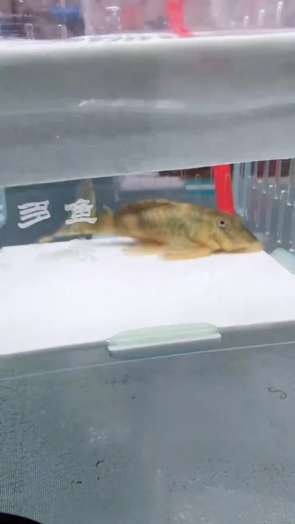 清道夫8 不包入缸损116