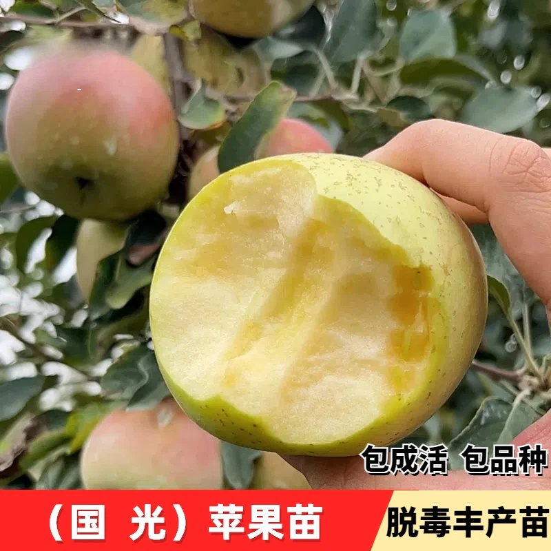 老品种国光苹果树苗嫁接耐寒脆甜小国光苹果苗庭院盆栽地栽果树苗
