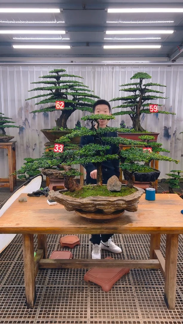 无花朵精品盆景直播间一物一拍