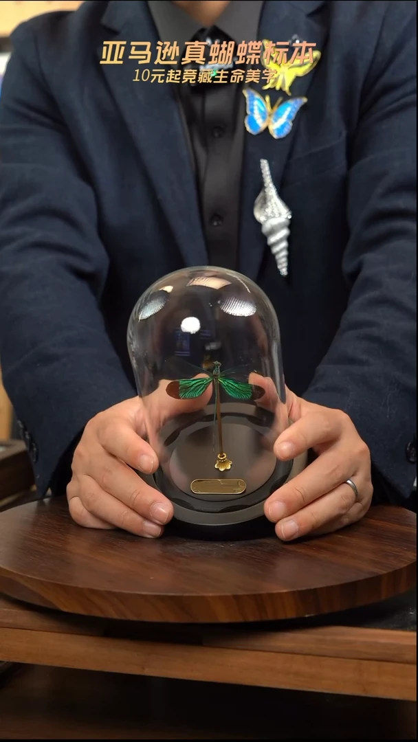 华艳色蟌小号玻璃罩