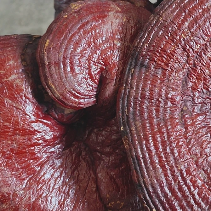 【潮发贸易】赤片干货 传统干货