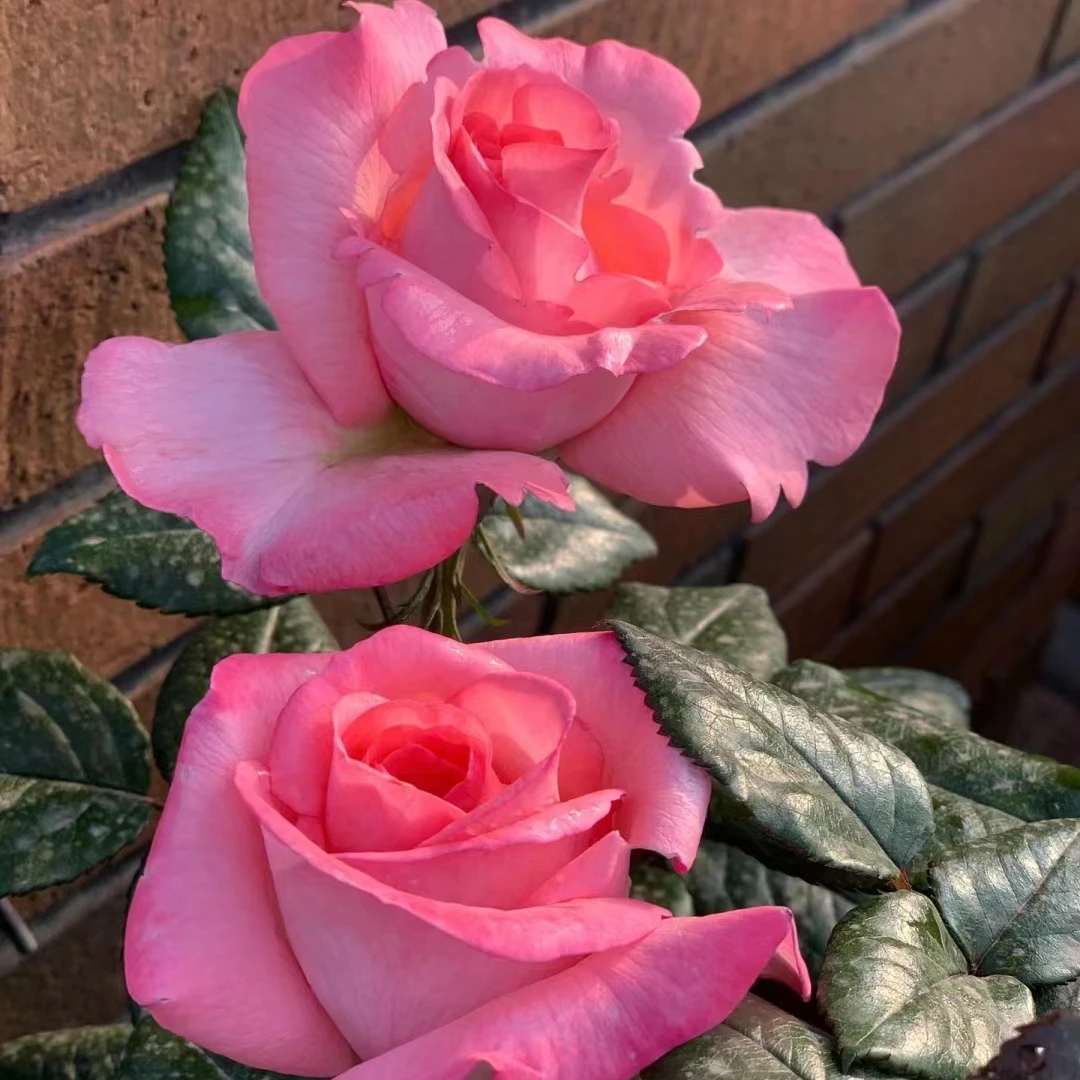 【卓昂玫瑰园】花宫娜浓香玫瑰多季开花大花庭院阳台月季